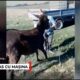 Caz șocant în Mehedinți, un măgar a fost legat și tras după maşină