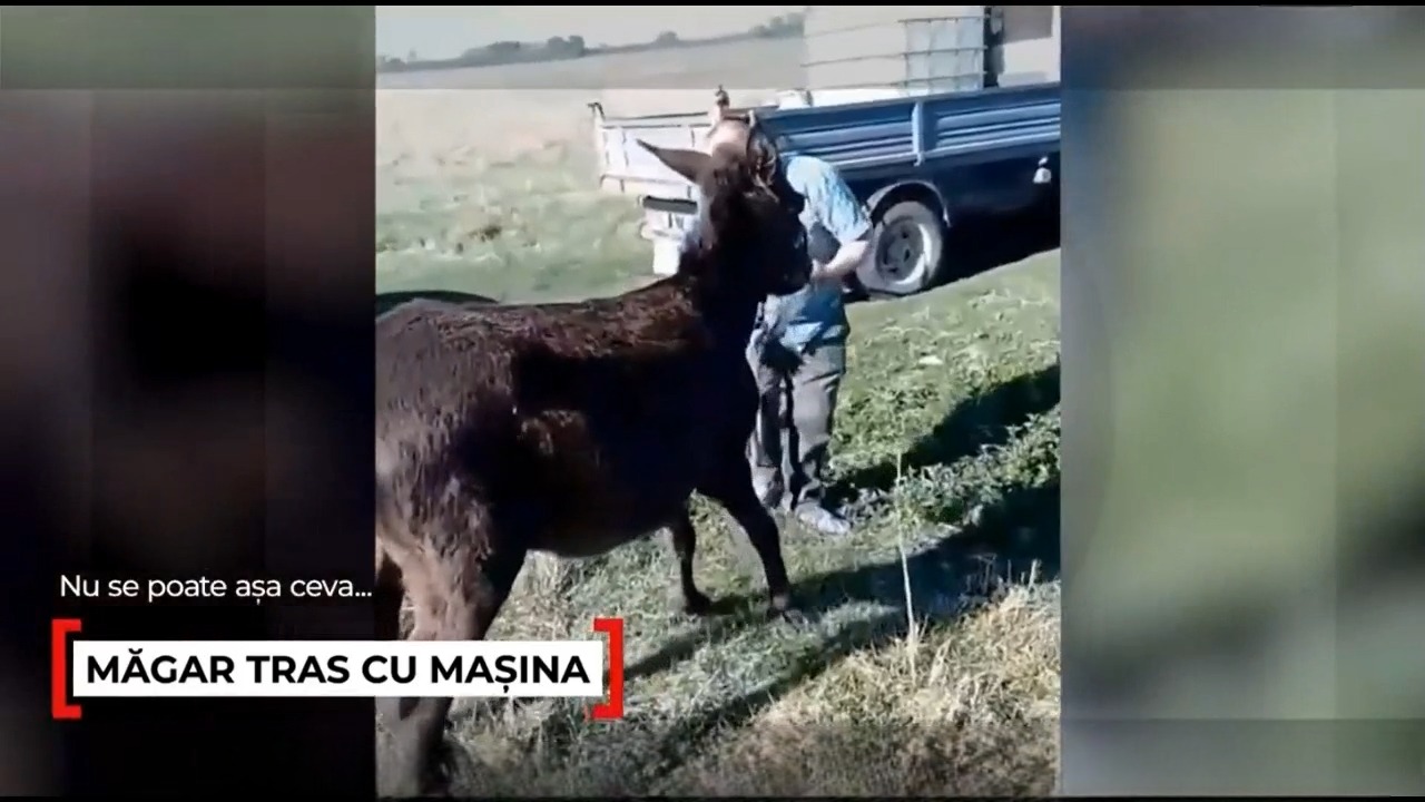 Caz șocant în Mehedinți, un măgar a fost legat și tras după maşină