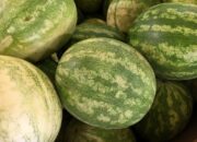 Un bărbat a cumpărat un pepene verde de 130 kg, dar când l-a tăiat, a fost extrem de surprins
