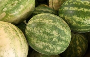 Un bărbat a cumpărat un pepene verde de 130 kg, dar când l-a tăiat, a fost extrem de surprins Un bărbat a cumpărat un pepene verde de 130 kg, dar când l-a tăiat, a fost extrem de surprins