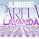 Din această toamnă: Iubire cu parfum de lavandă, pe Antena 1. Când începe?